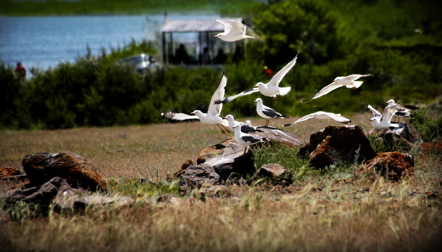 © Tigran Ghazaryan - eagles for a dream