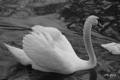 © Kelli Lauck - Swan