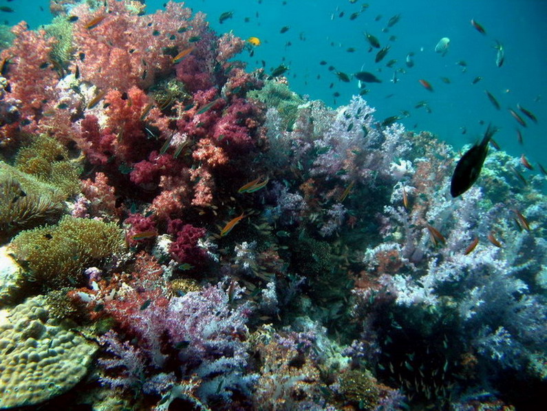 © Aram Simonyan - Red sea