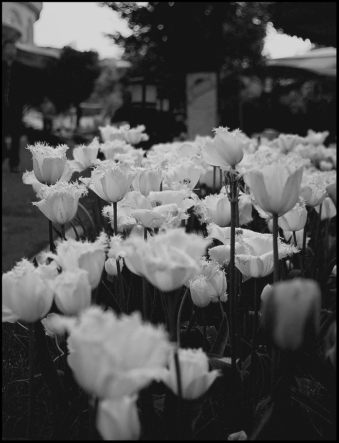 © Marashlyan Emma - цветы Еревана