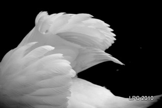 © Kelli Lauck - Wings of the Swan