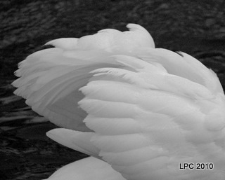 © Kelli Lauck - Wings of the Swan 2