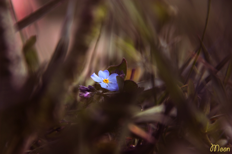 © Lusin Paravyan - Hidden Flower