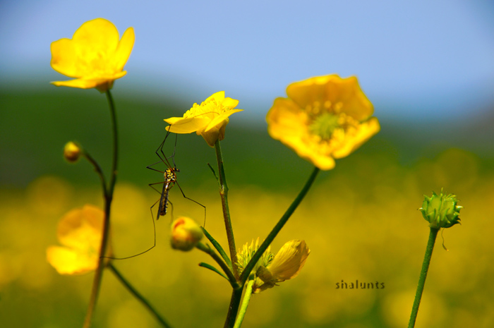 © Hayk Shalunts - They were all yellow.