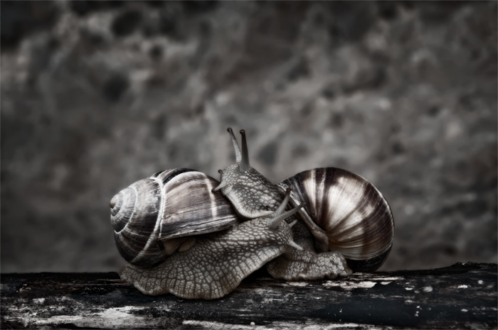 © Hayk Shalunts - Snail love.