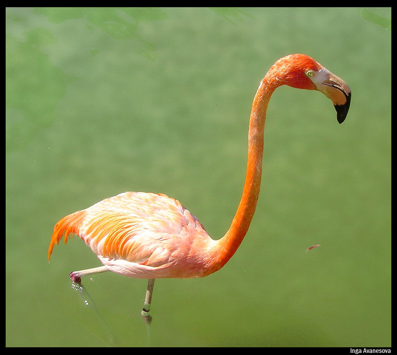 © Andy Dobi - Flamingo
