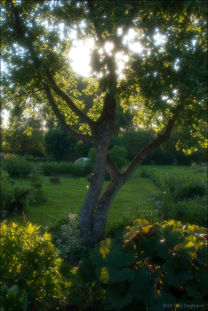© Юрий Дегтярёв ( Yuri Degtyarev ) - - Закат в саду. -