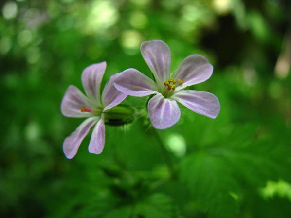 © Arevik Hambardzumyan - Flower