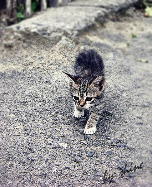 © Ican touchthesky - little kitty