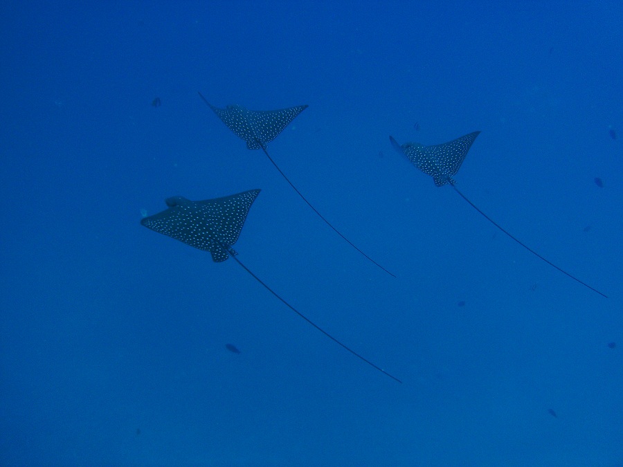 © black3000psi - Spotted Eagle Rays