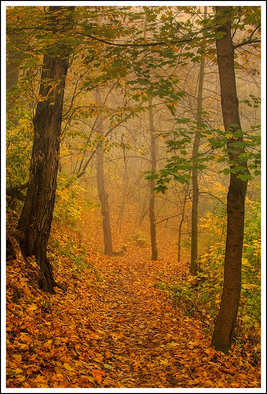 © Oleg Dmitriev - magic forest