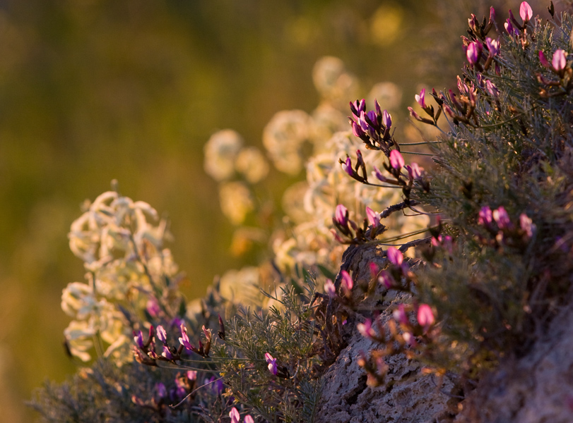 © Hakob Yeremyan - горные цветы