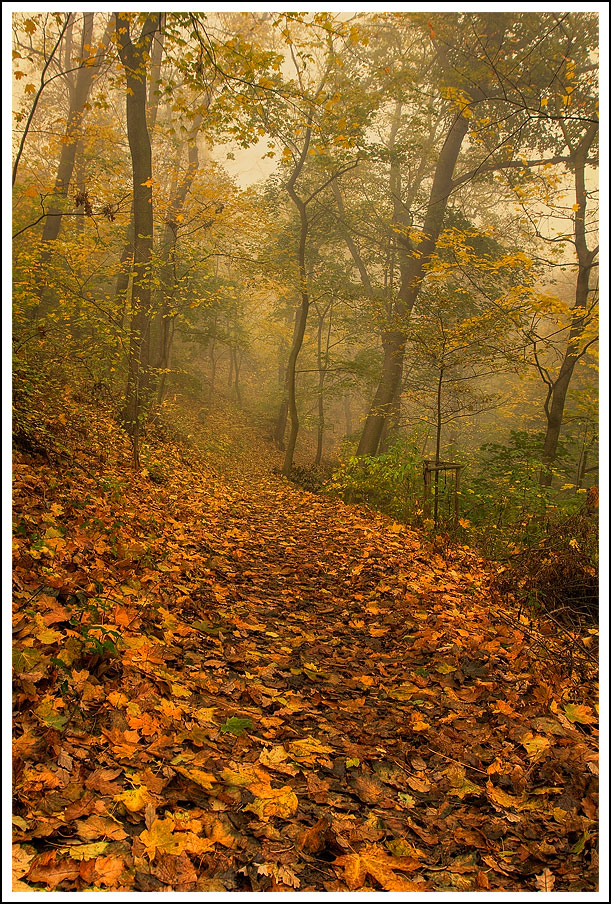 © Oleg Dmitriev - morning in the autumn forest