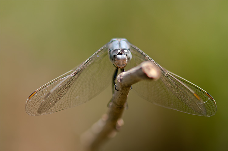 © Hayk Shalunts - Аnisoptera.