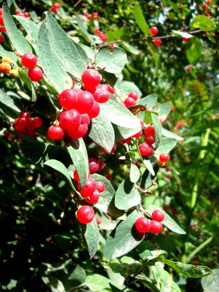 © Tiko Gevorgyan - Red berry