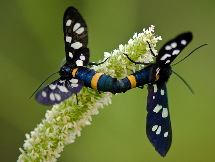 © Hayk Shalunts - moth copulation.