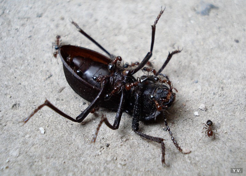 © Yeganyan Vahagn - смерть таракана