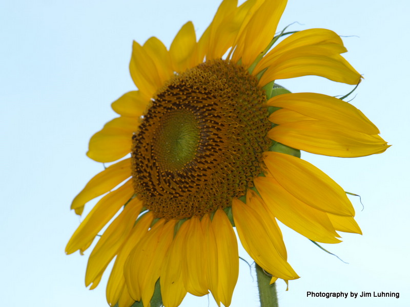© Jim Luhning - Kansas State Flower