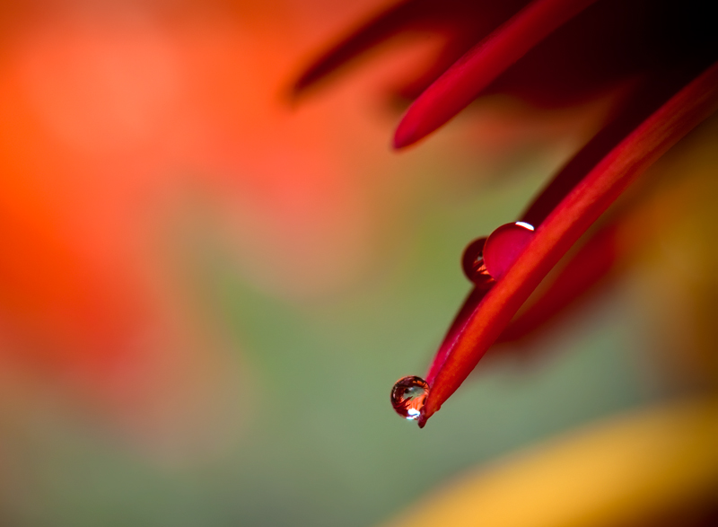 © Hayk Shalunts - flower_crying