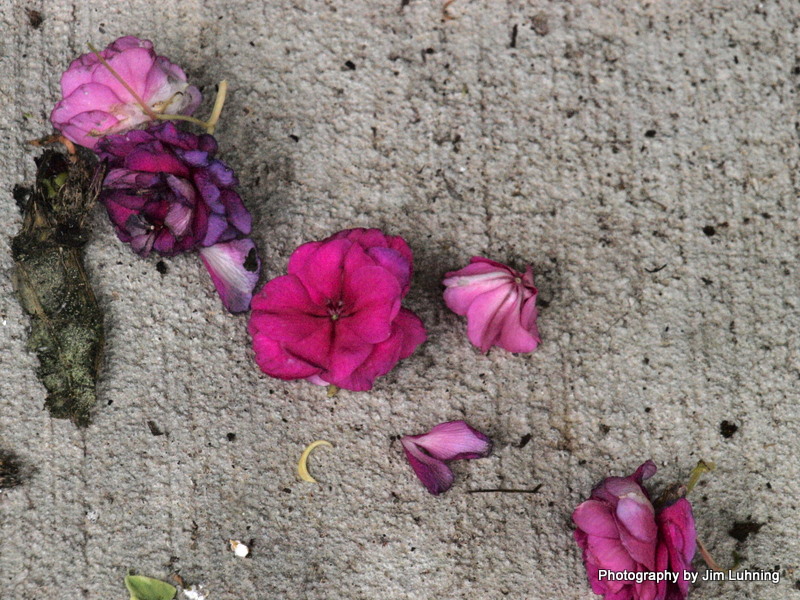 © Jim Luhning - Used Flowers, a Toenail, and What Not!