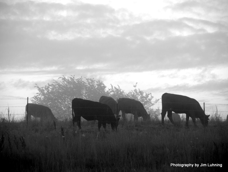 © Jim Luhning - A B&W Pasture Scene!