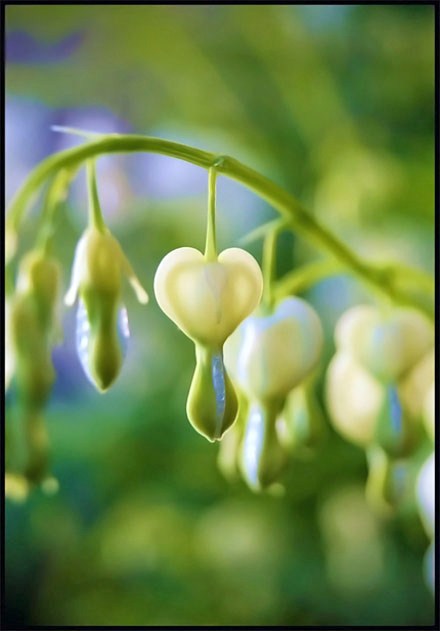 © Heidi Cook - White Bleeding Hearts