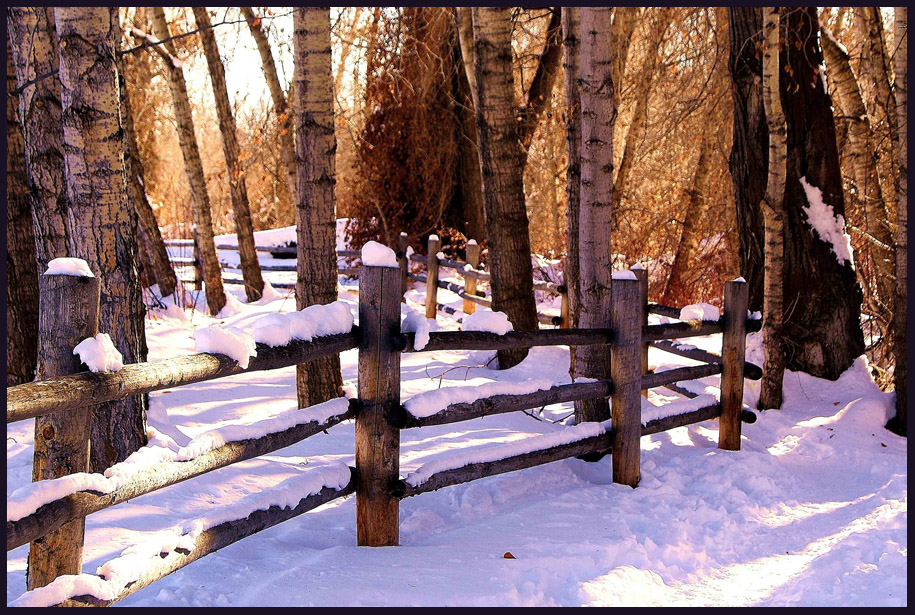 © Heidi Cook - Winter Fence