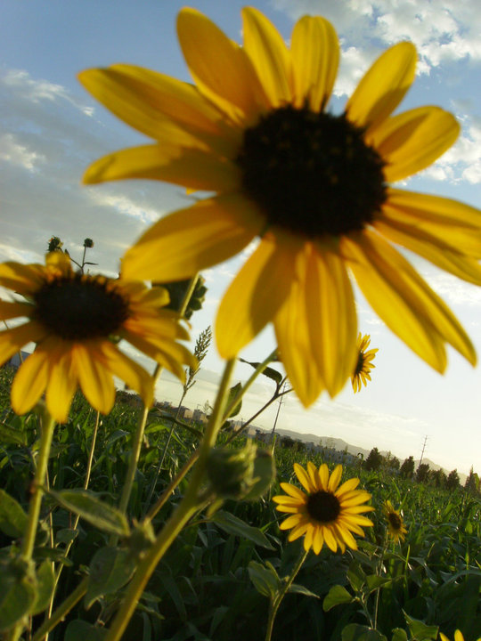 © Miguel Ramírez - Sunflower