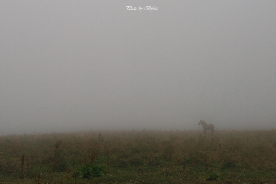 © Tigran Biface Lorsabyan - Нет, не ежик в тумане...