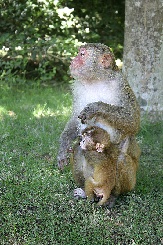 © Армине Паглеванян - scimmia con bambino :)