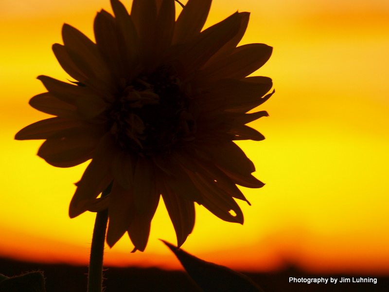 © Jim Luhning - Sunflower Sunset!