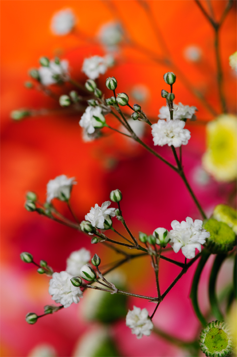 © Hayk Shalunts - в мире цветов.