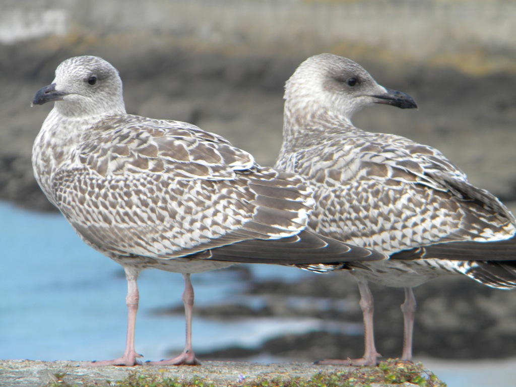 © Galina Noianova - Gulls