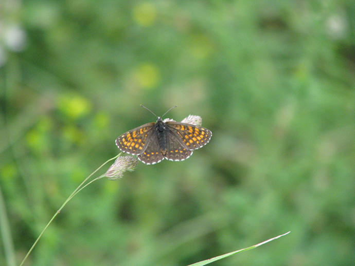 © Arevik Hambardzumyan - Butterfly
