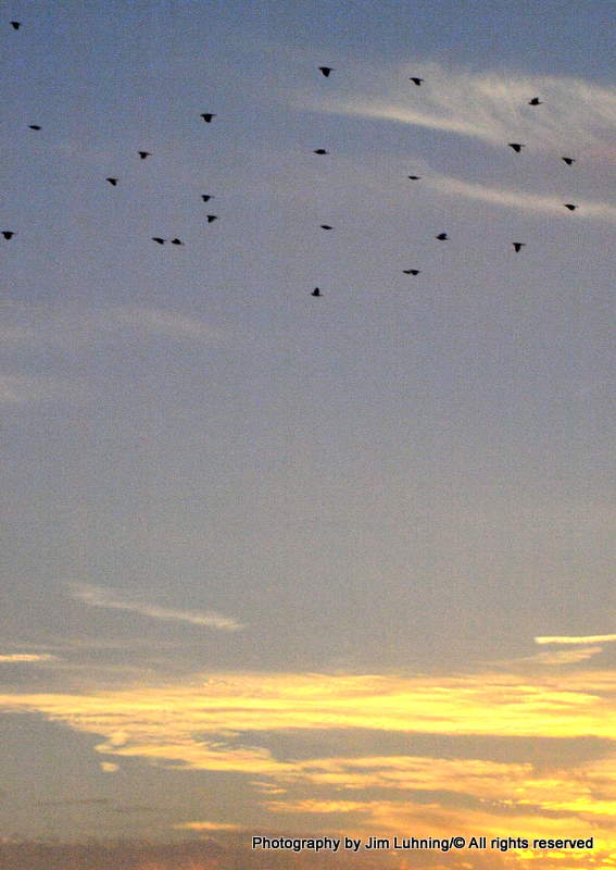 © Jim Luhning - The Birds @ Sunset