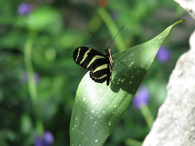 © Arevik Hambardzumyan - Again butterfly