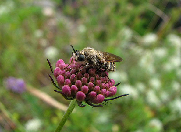 © Arevik Hambardzumyan - Fly