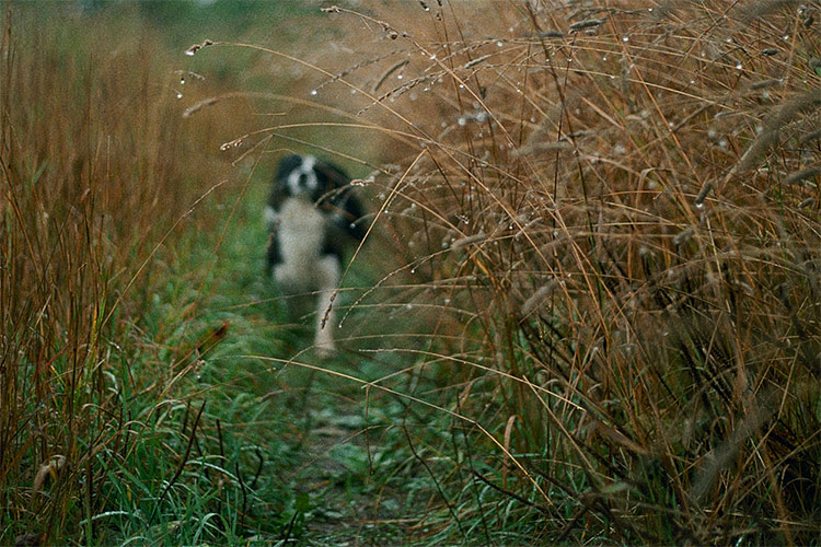 © Горi Лиць - собака в мокрой траве