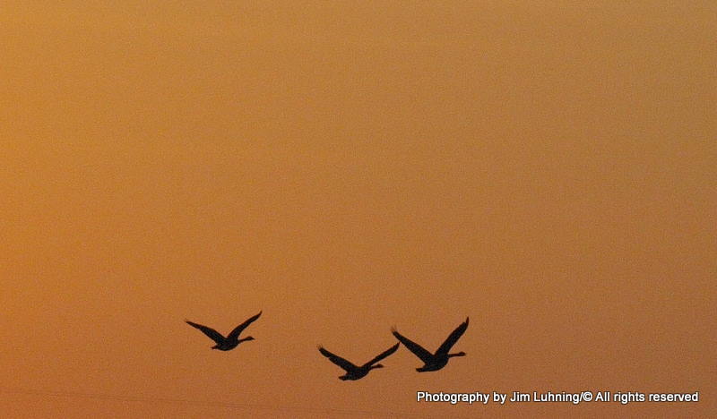 © Jim Luhning - Triple flight