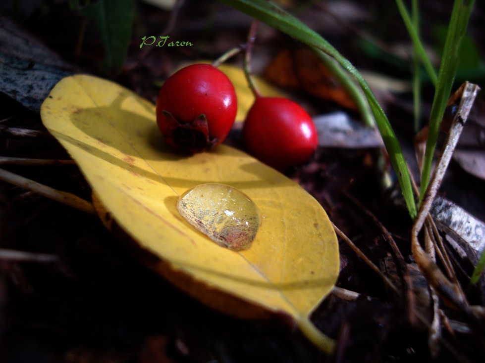 © Taron Papikyan - colors of autumn