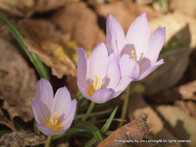 © Jim Luhning - Tri-lavendar