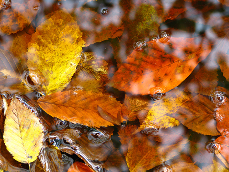 © Arevik Hambardzumyan - Autumn leaves