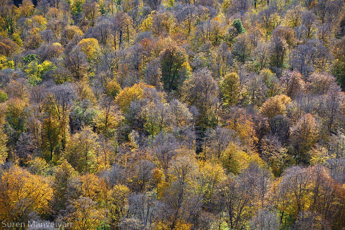 © Suren Manvelyan - Autumnal Forest