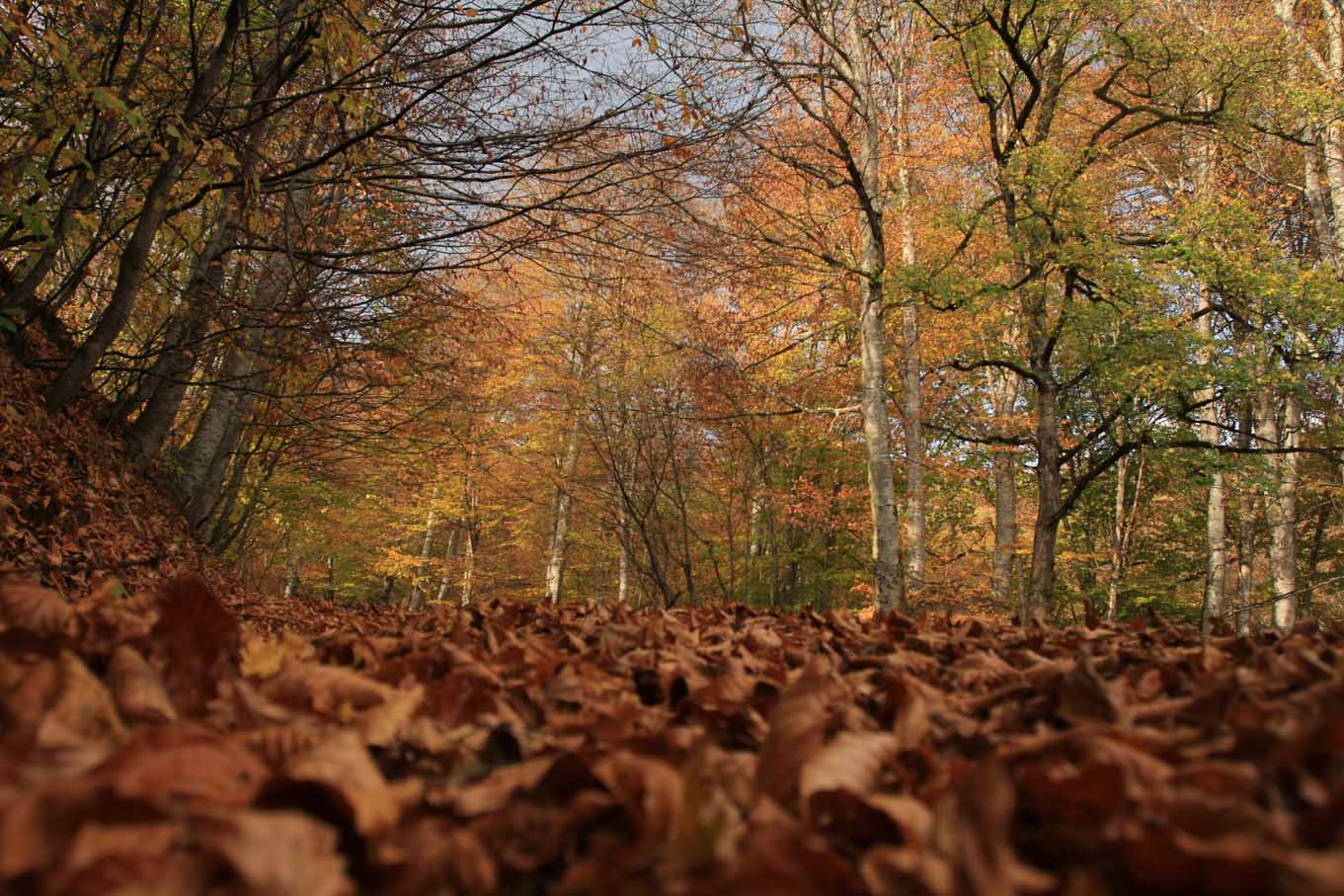 © Hovhannes Kljyan - --