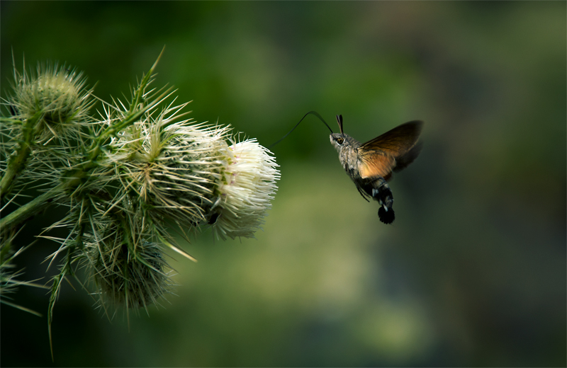 © Hayk Shalunts - Hummingbird hawk moth.