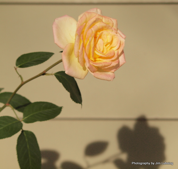 © Jim Luhning - A Blushing Yellow Rose of Texas