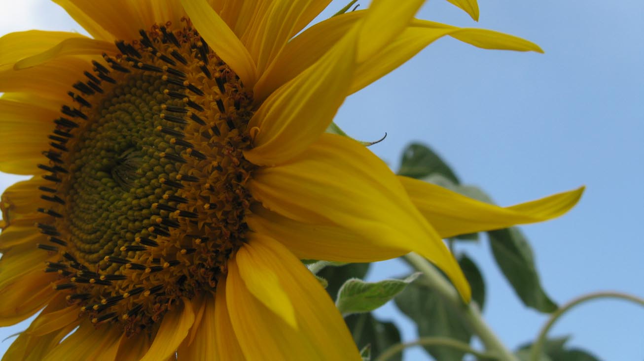 © Musheg Galstyan - Sunflower