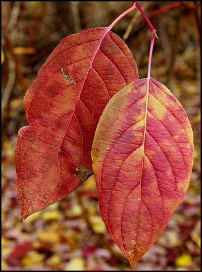 © Heidi Cook - Two Leaves