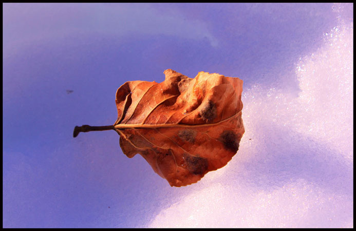 © Heidi Cook - Snowy Leaf