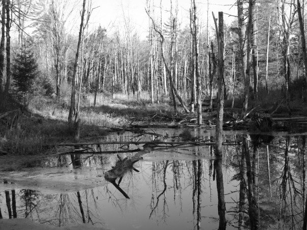 © Sam Bram - beaver pond